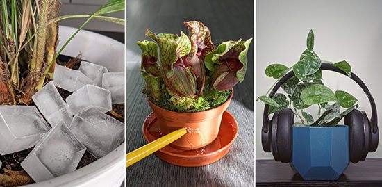 Three photos of different plants. A Satin Pothos with headphones over a blue container, a Trumpet Pitcher being watered by its drip tray and a Lady Palm with ice cubes on top of the potting soil