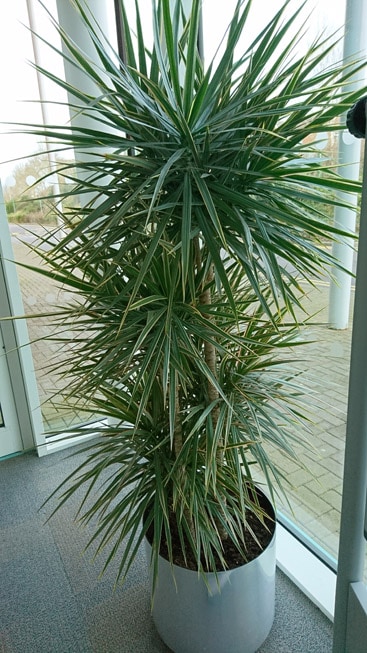 A muti stem Dracaena Marginata (Madagascar Dragon Tree)