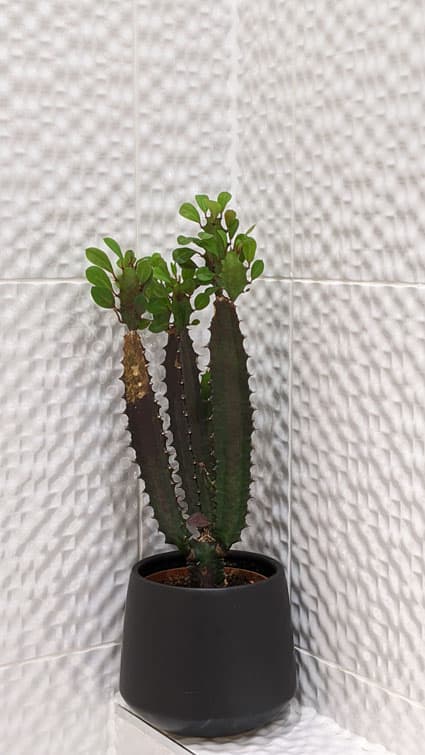 Poorly looked after African Milk Tree