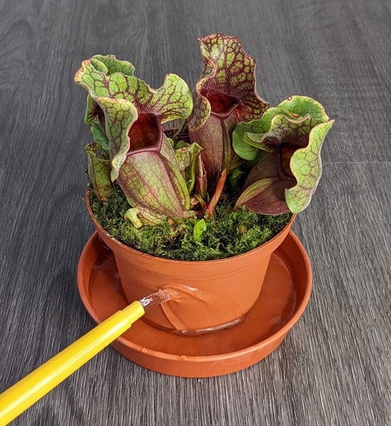 Bottom watering a tray of water