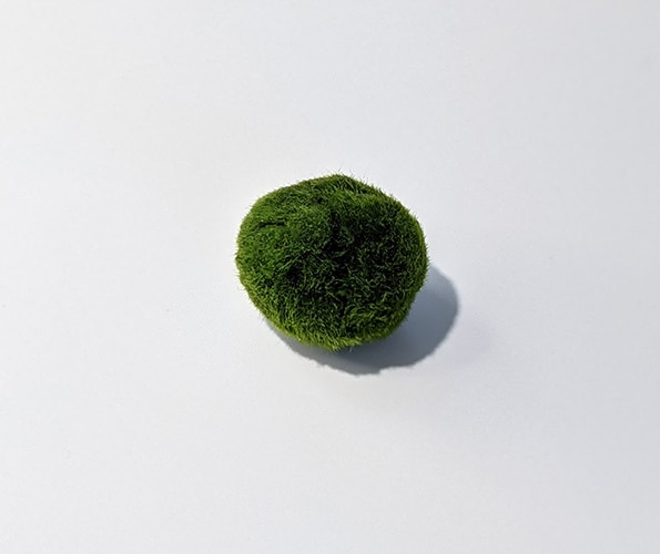 After Rolling a moss ball between your hands, it becomes rounded again