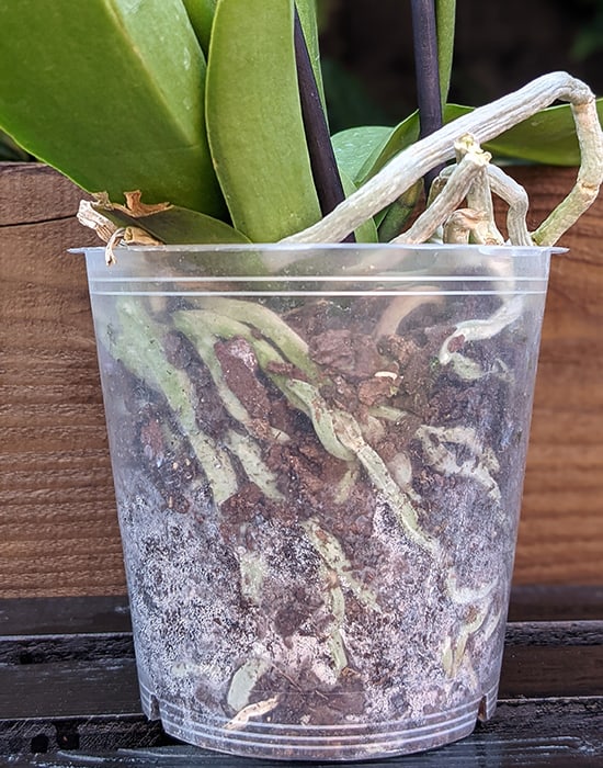 Orchid roots before they've been watered