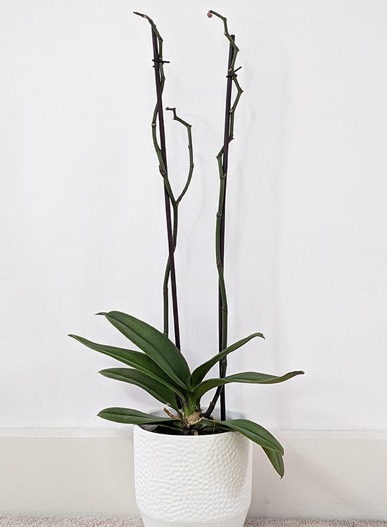 Orchid before pruning the stems