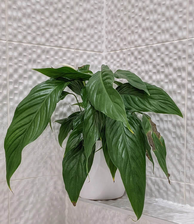 Underwatered Peace Lily