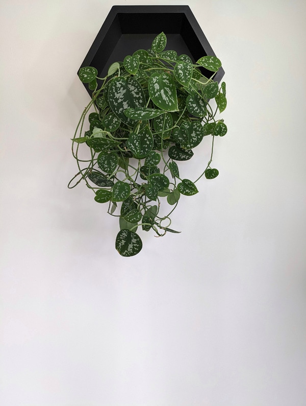 Tidy hanging Satin Pothos