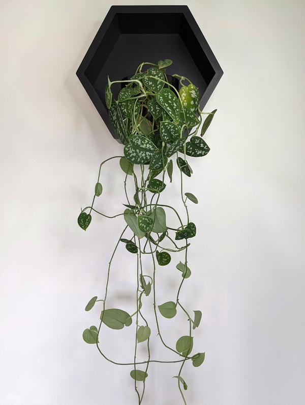 Untidy hanging Satin Pothos