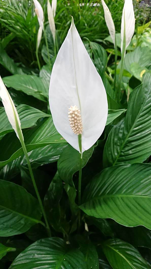 Peace Lily being grown as a houseplant with several white flowers on show