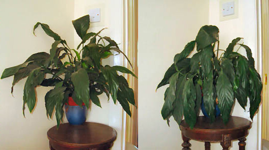 Two pictures of the same Peace Lily, picture on right shows it needs water, the picture on the left has enough water