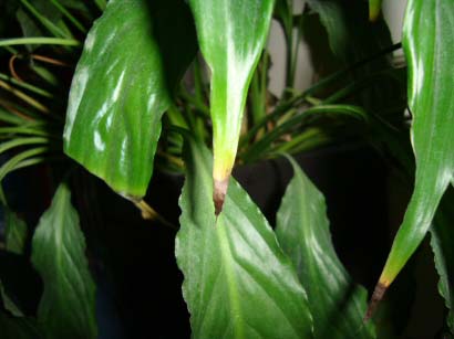 This Peace Lily has yellow and brown leaf tips