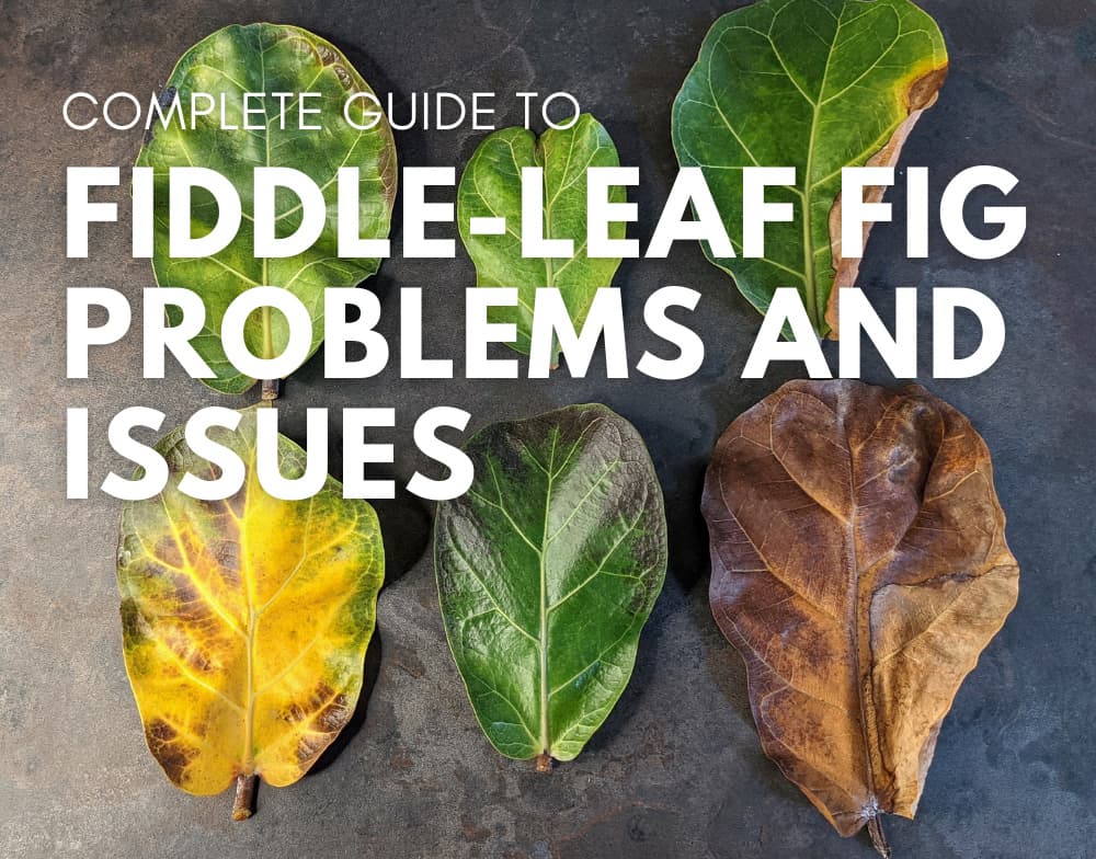 Hængsel scene spion Fiddle-Leaf Fig Problem and Issue Guide | Our House Plants