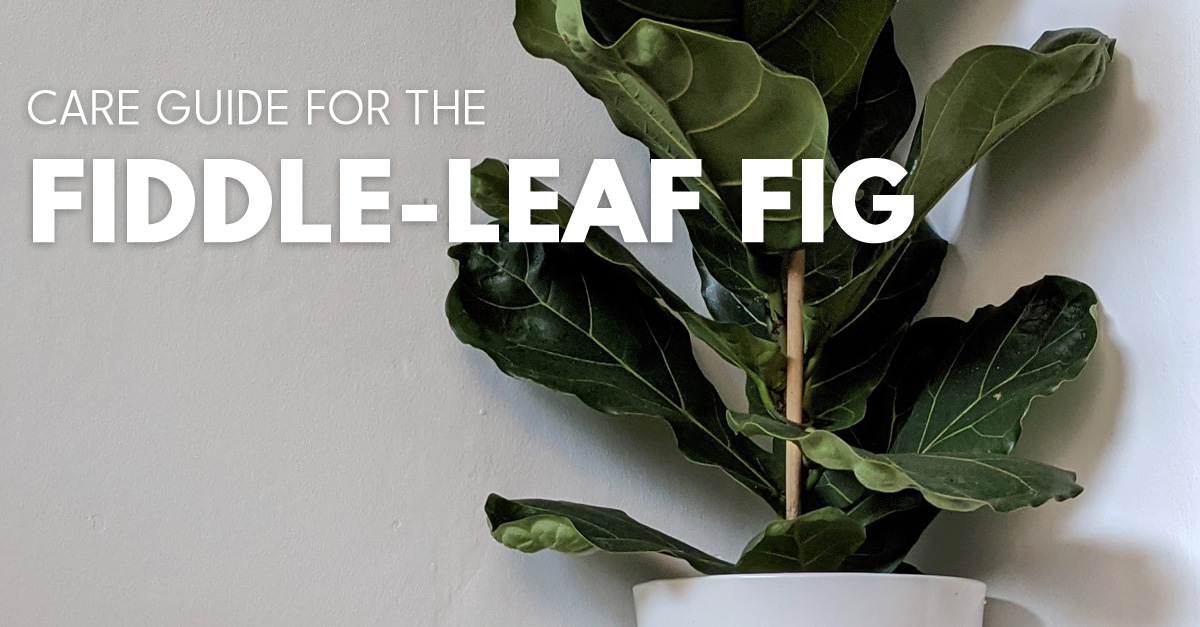 jade plant ogre ears Ogre's Ears  AceMegaSucculents