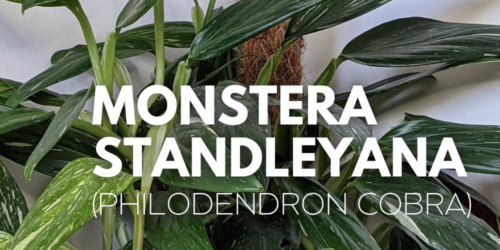 Monstera Standleyana (Philodendron Cobra): Info, Care Tips and Problem Guide