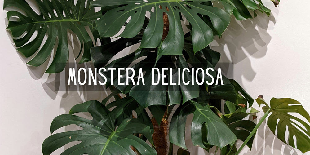 How to grow and care for the Monstera deliciosa (Swiss Cheese Plant)