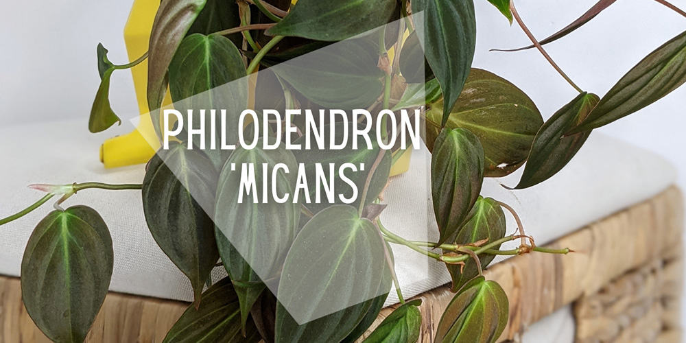 Philodendron Micans: The Ultimate Guide to Growing and Caring for this  Houseplant | OurHouseplants