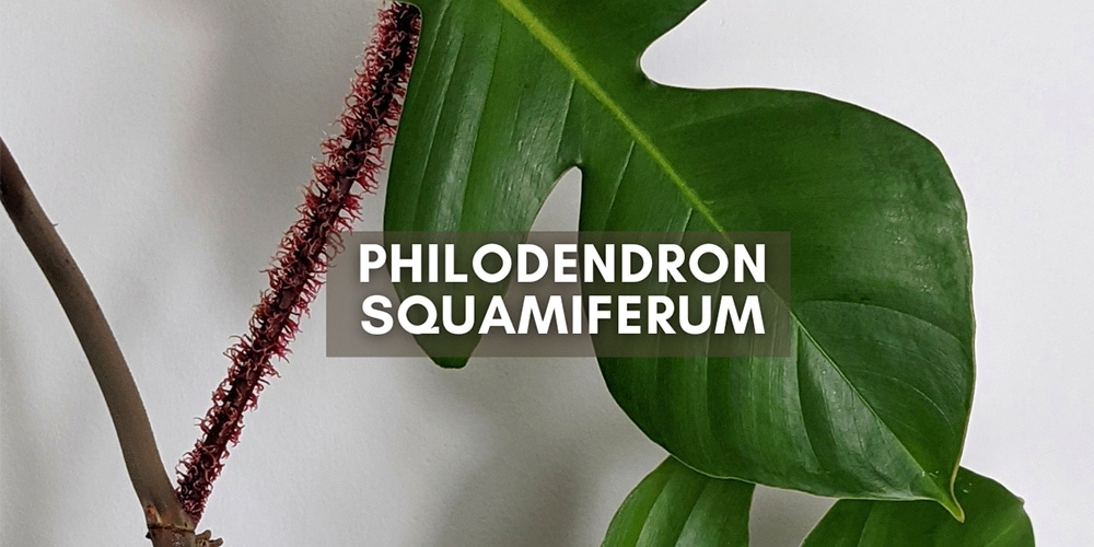 Philodendron Squamiferum (Red Bristle Philodendron) Care and Growing Guide  | OurHouseplants