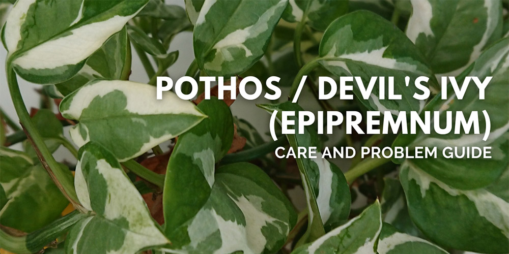 Pothos - Devil's Ivy (Epipremnum Aureum): Care Tips and Problem Guide