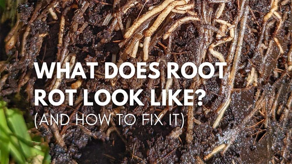 Healthy Plant Roots