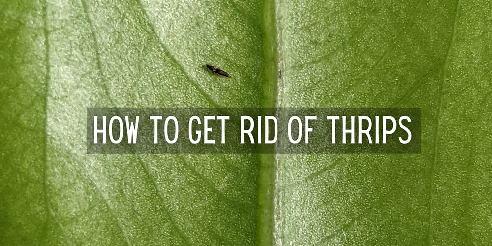 How to Get Rid of Thrips (for good) Our Houseplants